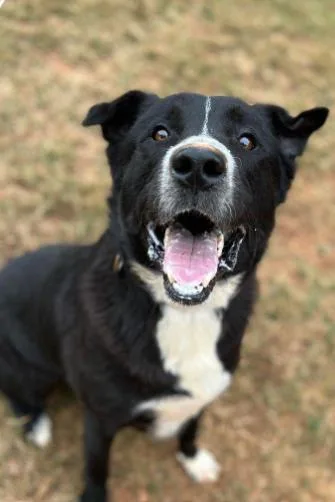 An adult large-sized male Black Border Collie dog named Ricky for adoption in Roswell, GA