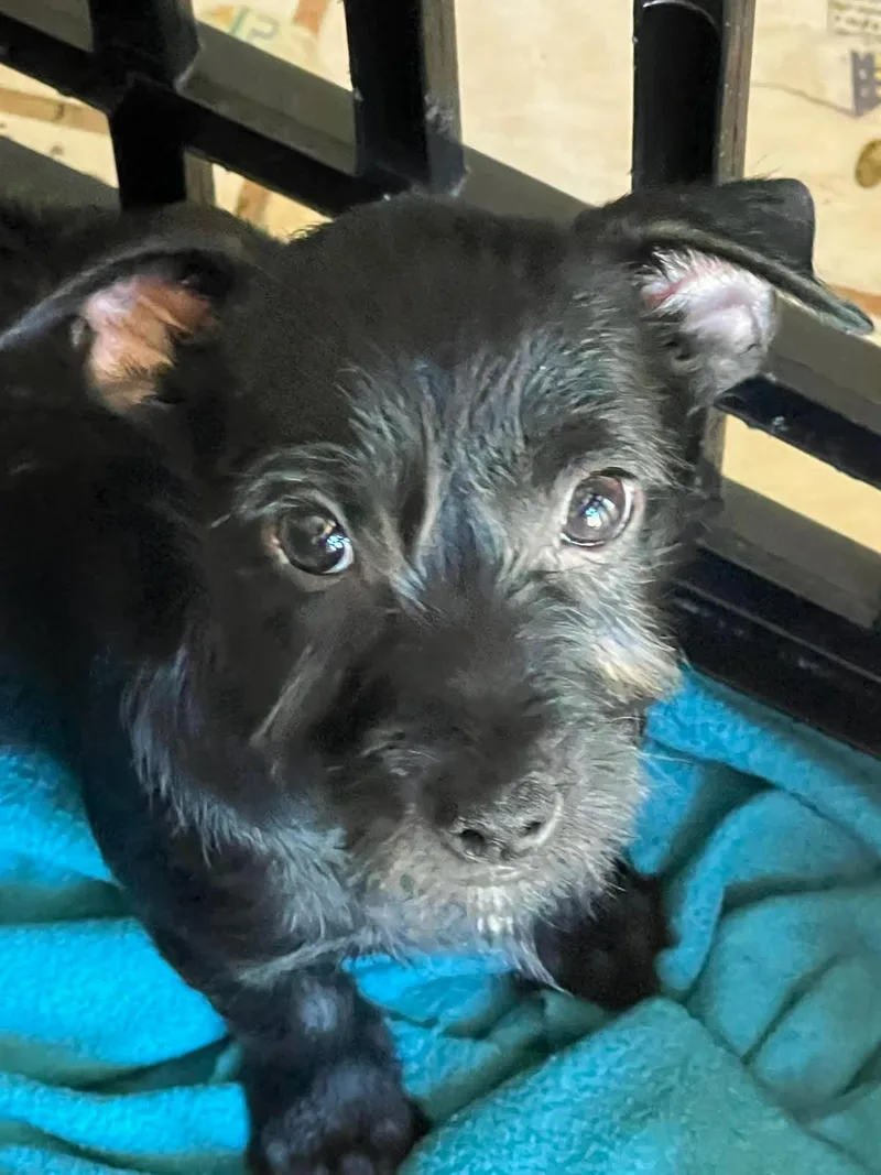 A young small-sized male Chihuahua dog named Inky for adoption in Phoenix, AZ