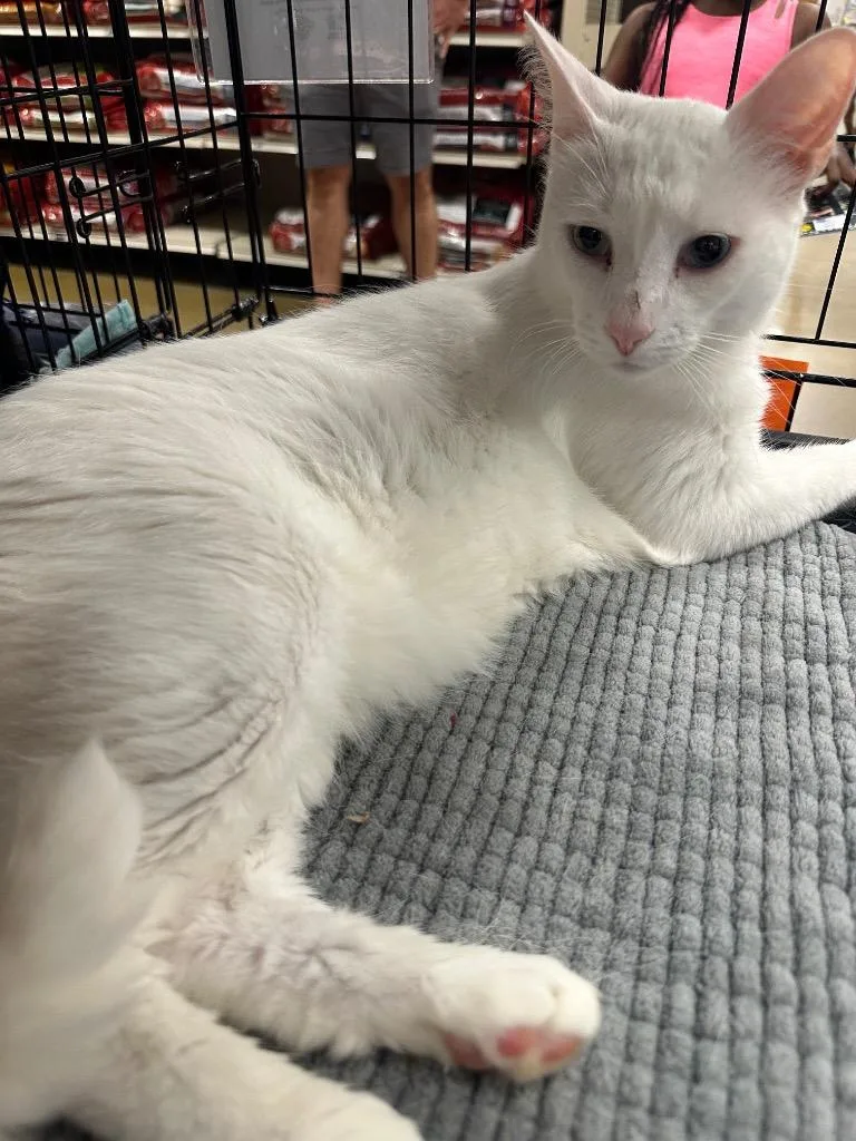 An adult large-sized male Domestic Short Hair cat named Obanai for adoption in warrenville, SC