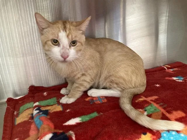 A young small-sized male Domestic Short Hair cat named Fisherman for adoption in Tustin, CA