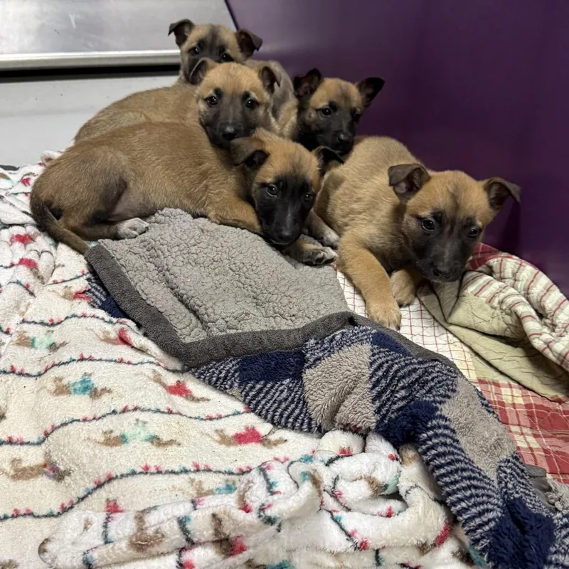 A baby medium-sized female Yellow / Tan / Blond / Fawn Belgian Shepherd / Malinois dog named Reya for adoption in Fresno, CA