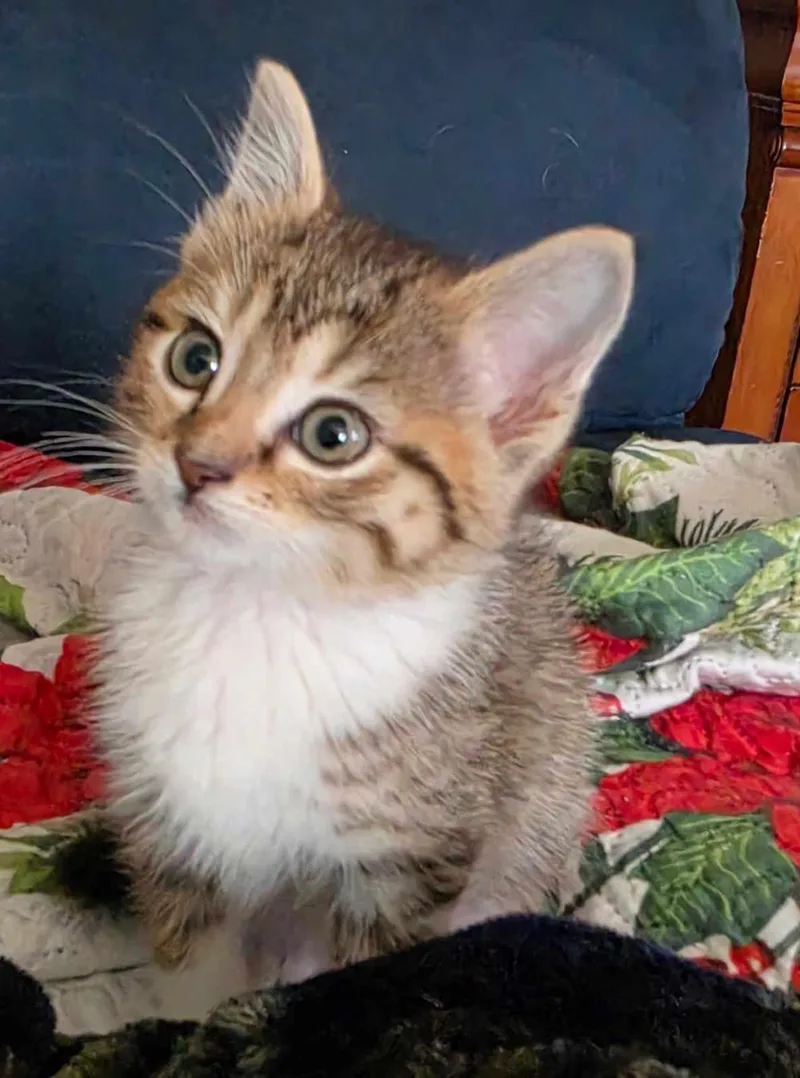 A baby medium-sized female Tabby (Brown / Chocolate) Tabby cat named Juno for adoption in York, NE