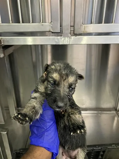 A baby small-sized male Mixed Breed dog named Phiilip for adoption in Dallas, TX