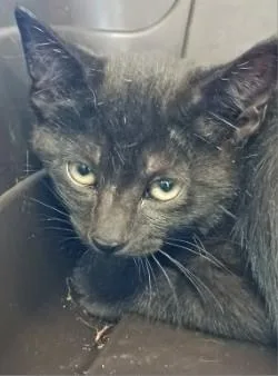 A baby medium-sized male Domestic Short Hair cat named Marc for adoption in West Memphis, AR