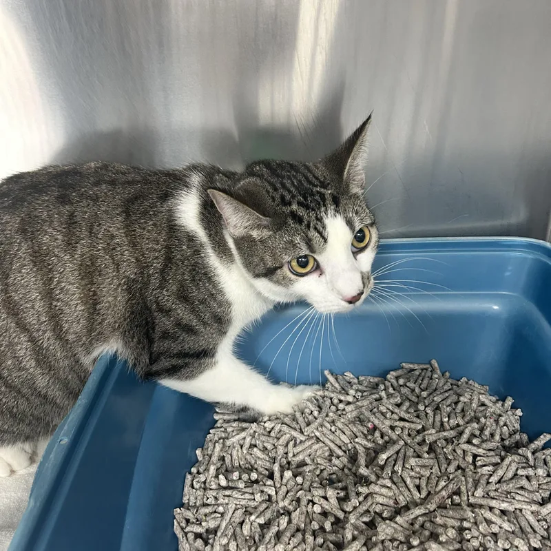 A young medium-sized male Gray & White Tabby cat named Marty for adoption in Marina del Rey, CA