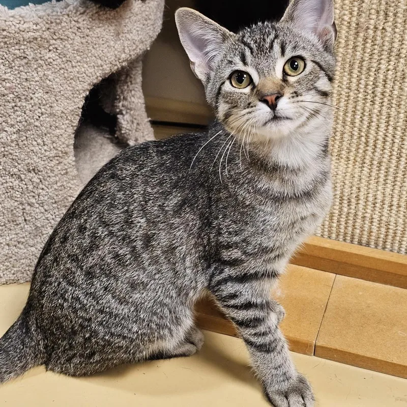 A baby small-sized male Domestic Short Hair cat named Twix for adoption in Fairfax, VA