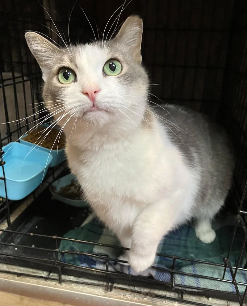 An adult medium-sized female Gray & White Domestic Short Hair cat named Lily for adoption in Dublin, OH