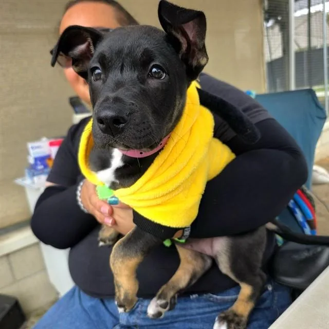 A baby small-sized female Pit Bull Terrier dog named Mina for adoption in Long Beach, CA