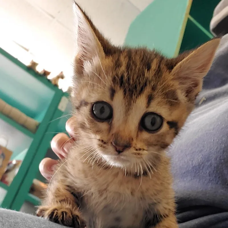 A baby small-sized female Gray / Blue / Silver Domestic Short Hair cat named Violet for adoption in Lake Jackson, TX