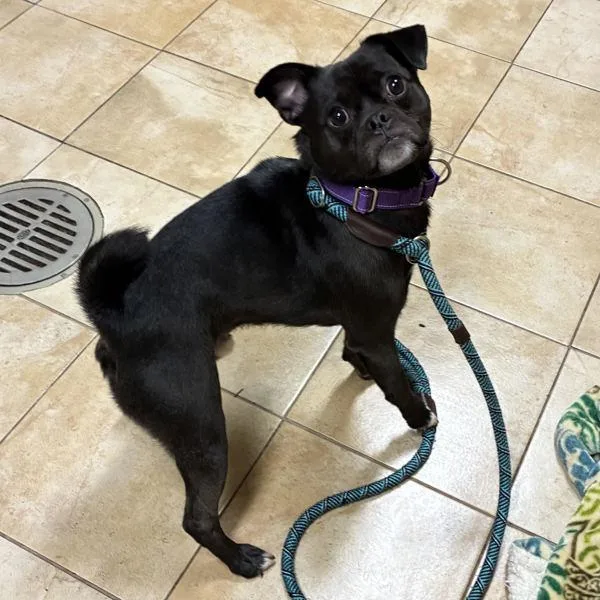 A young small-sized male Pug dog named Norman Bates for adoption in Troutdale, OR