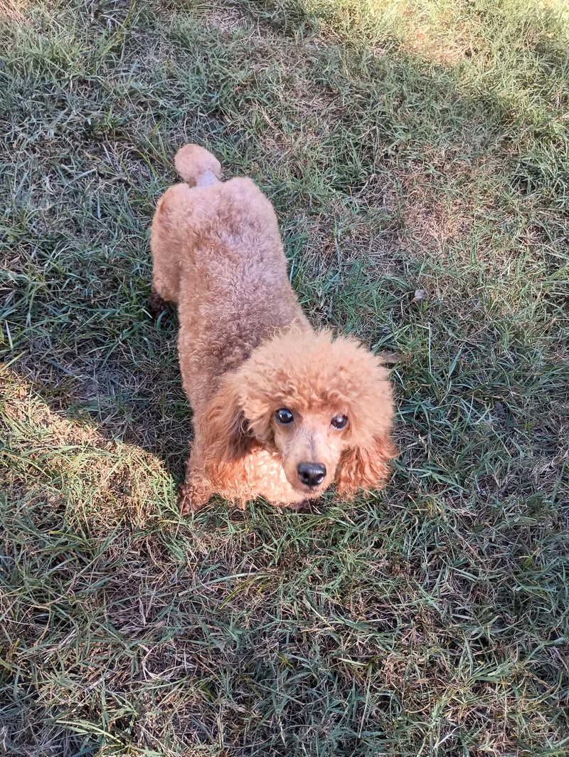 An adult small-sized female Poodle dog named Sara for adoption in Louisville, KY