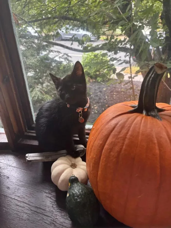 A baby medium-sized female Black Domestic Short Hair cat named Gala for adoption in Weehawken, NJ