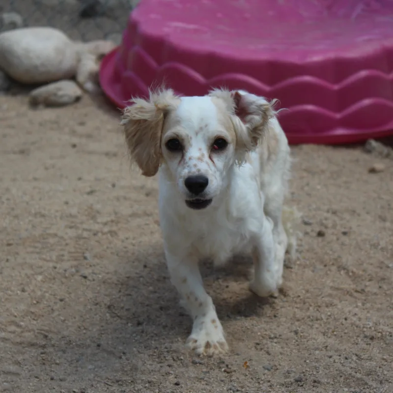 A baby medium-sized female White / Cream Spaniel dog named Pippa for adoption in Yucca Valley, CA