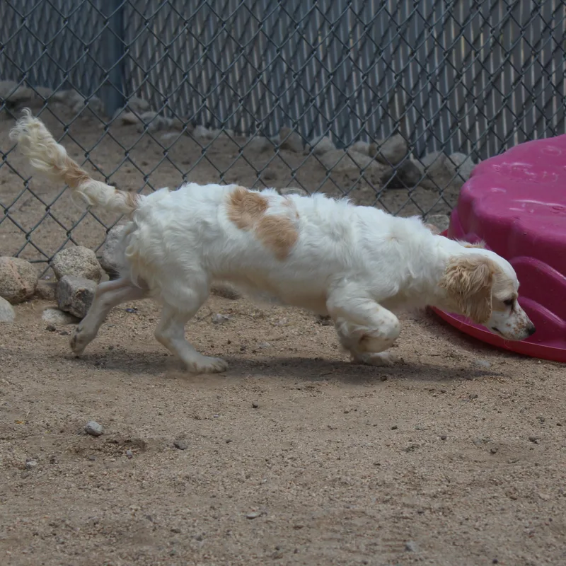 Pippa thumbnail 4