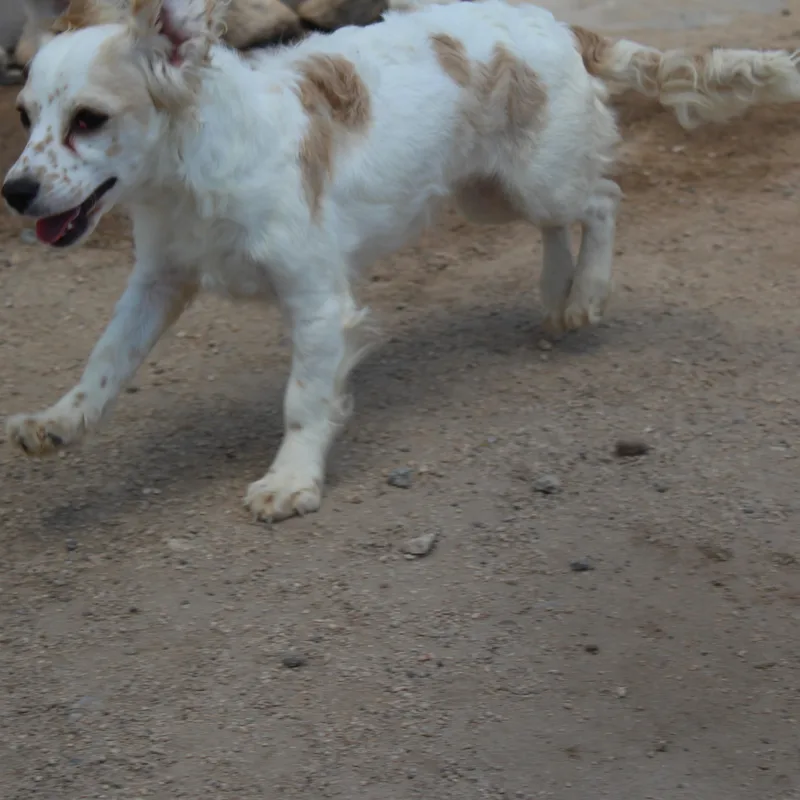 Pippa thumbnail 5