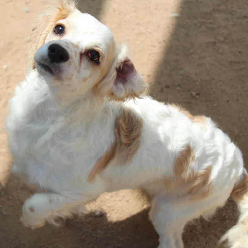 Pippa thumbnail 6