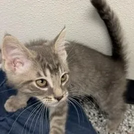 A baby large-sized male Tabby (Gray / Blue / Silver) Domestic Short Hair cat named Bowie for adoption in Bryan, OH