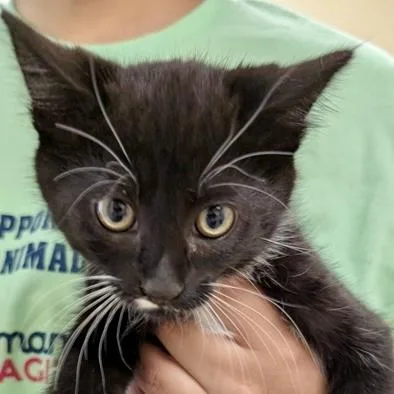 A baby small-sized male Domestic Short Hair cat named Quetzalcoatlus for adoption in Burlington, WA