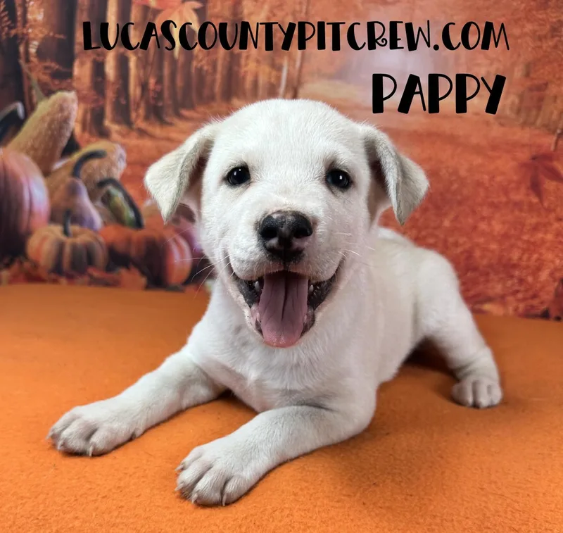 A baby medium-sized male Husky dog named Pappy for adoption in Toledo, OH