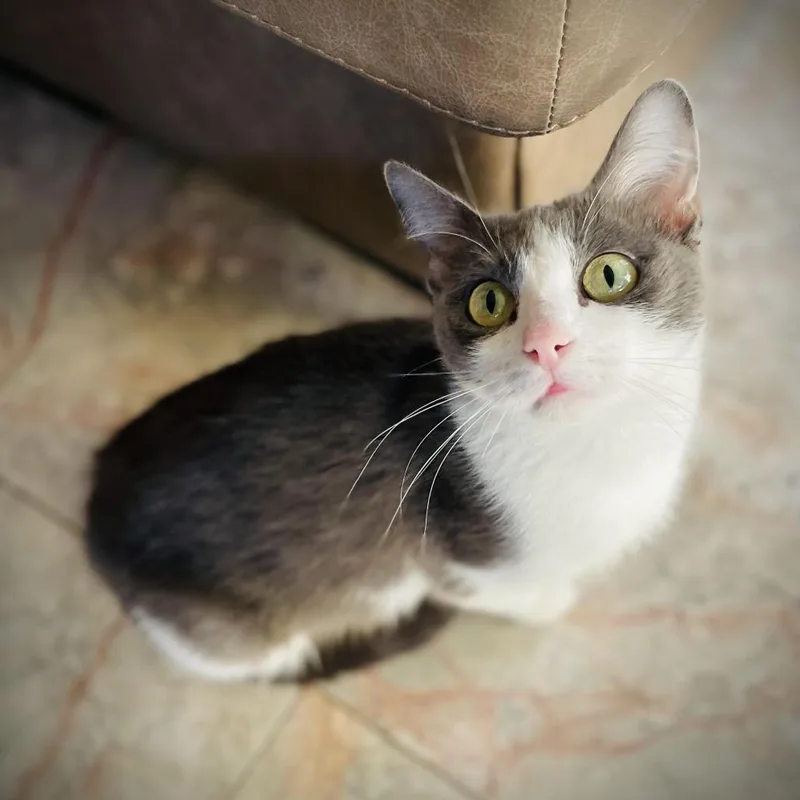 A young medium-sized female Gray / Blue / Silver Domestic Short Hair cat named Jada for adoption in Fort Worth, TX