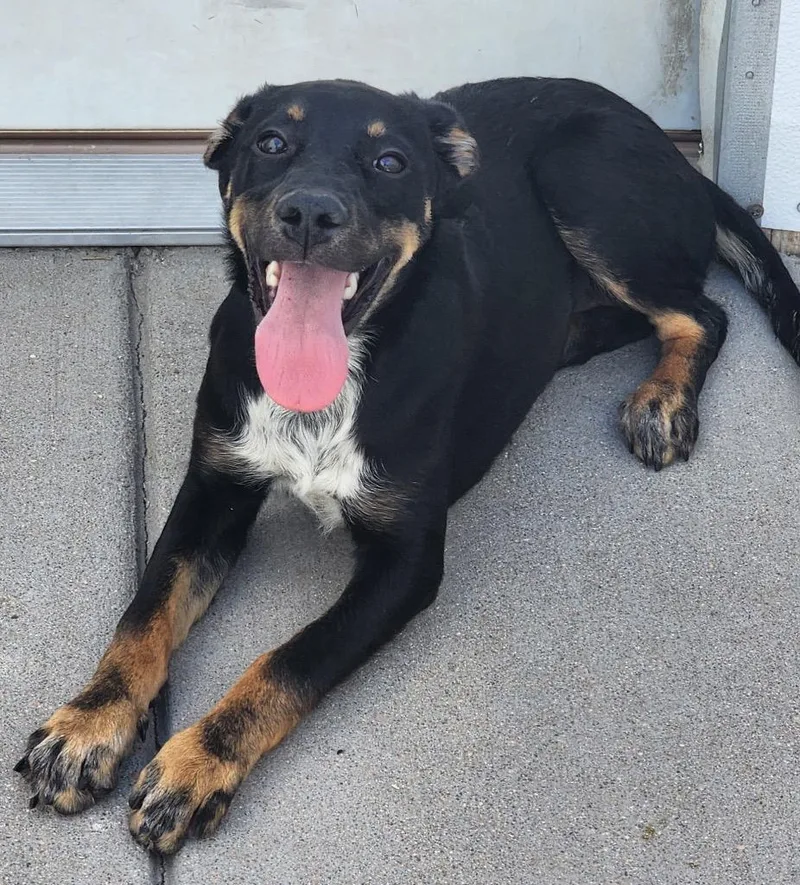 A baby medium-sized female Australian Cattle Dog / Blue Heeler dog named Kamaka for adoption in Fort Lupton, CO