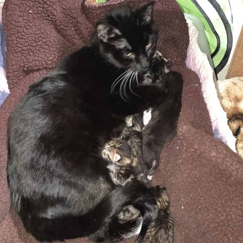 An adult small-sized female Black Domestic Short Hair cat named Raven C for adoption in Princeton, MN