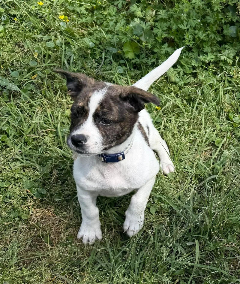 Amelia
