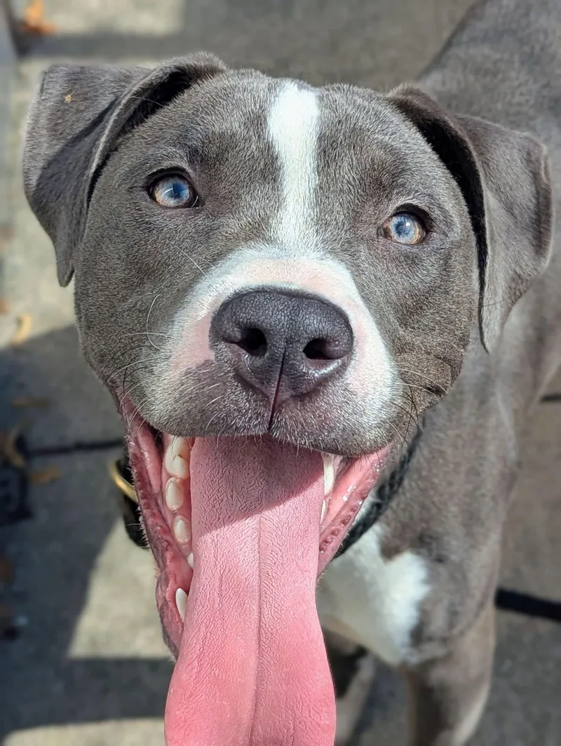 An adult medium-sized male Gray / Blue / Silver Pit Bull Terrier dog named Arlen for adoption in Chicago, IL
