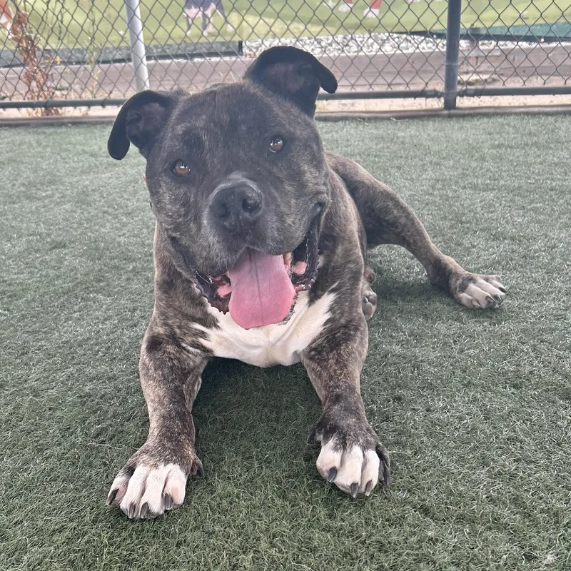 An adult large-sized male Brindle Mixed Breed dog named Gino for adoption in Whittier, CA