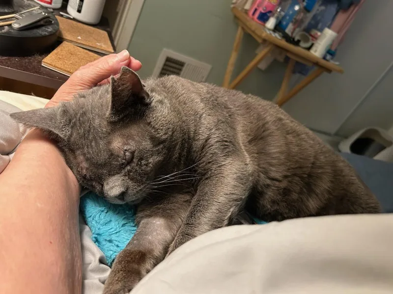 An adult large-sized male Gray / Blue / Silver Russian Blue cat named Simon for adoption in Beverly Hills, CA