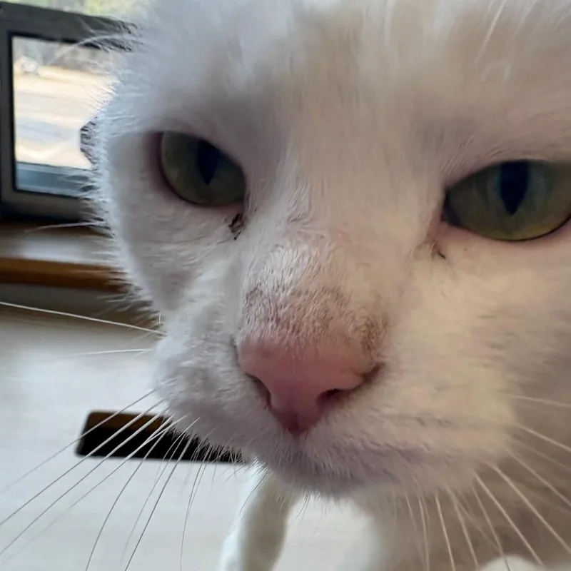 Princess thumbnail 2