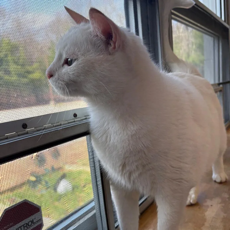 Princess thumbnail 3