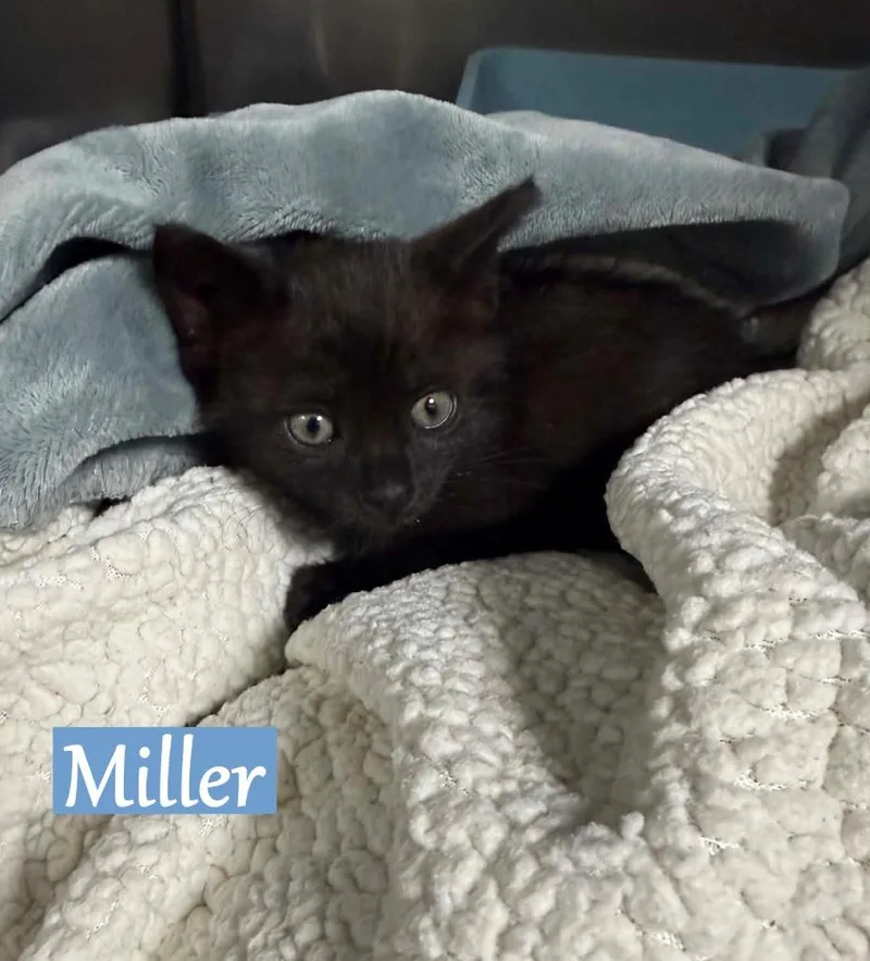 A baby medium-sized male Domestic Short Hair cat named Miller for adoption in Hoover , AL