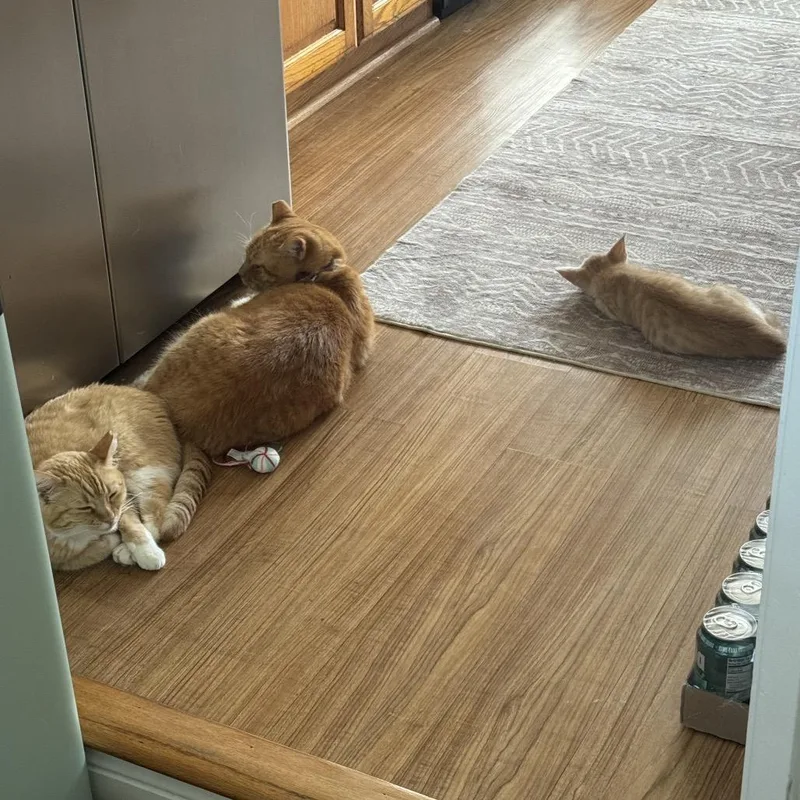 A baby small-sized male Orange / Red Domestic Short Hair cat named Mausoleum for adoption in Los Angeles, CA