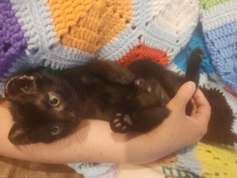 A baby medium-sized male Black Domestic Short Hair cat named Muhammad Ali  Float for adoption in Laurel, MD