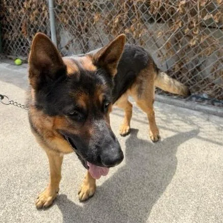 An adult large-sized male German Shepherd Dog dog named Ryke for adoption in Allyn, WA