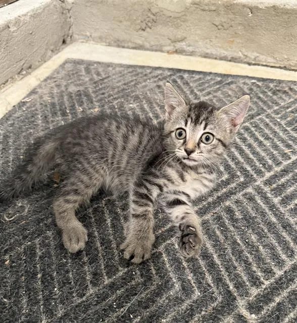 A baby small-sized male Domestic Short Hair cat named Jojo for adoption in Haw River, NC