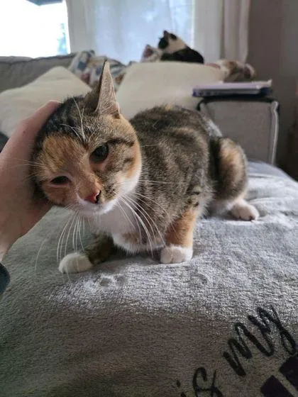 An adult medium-sized female Domestic Short Hair cat named Fluffernutter for adoption in Berwick, PA