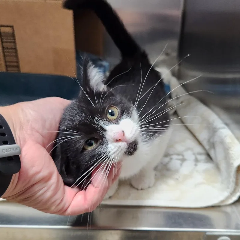 A baby small-sized female Black Domestic Short Hair cat named Xena for adoption in Grand Rapids, MI