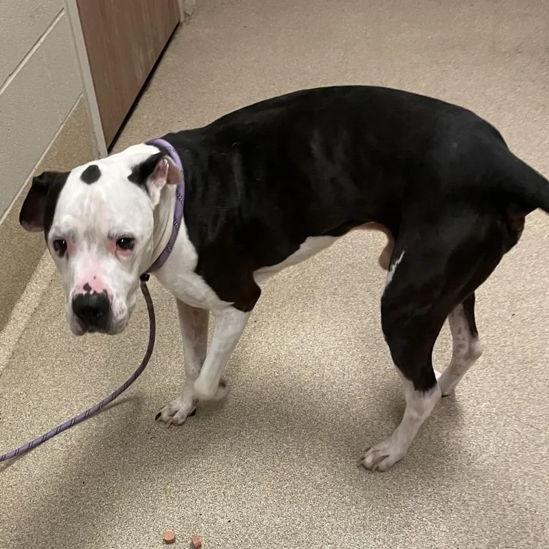 A senior large-sized male Pit Bull Terrier dog named Viper for adoption in Bristol, IN