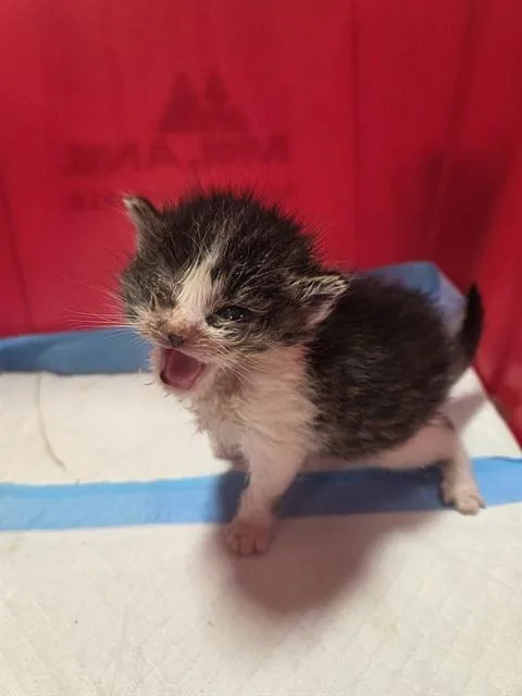A baby small-sized female Domestic Short Hair cat named Harriet for adoption in Louisville, KY