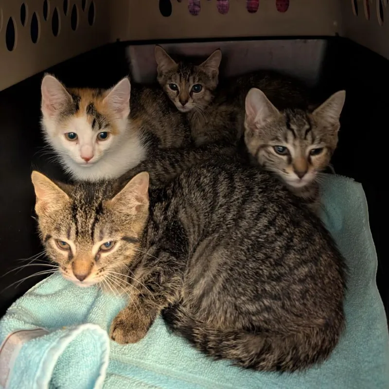 A baby small-sized female Brown / Chocolate Domestic Short Hair cat named Pookie for adoption in Fairport, NY