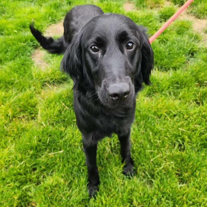 An adult large-sized female Black Flat-Coated Retriever dog named Shammy for adoption in Fort Wayne, IN