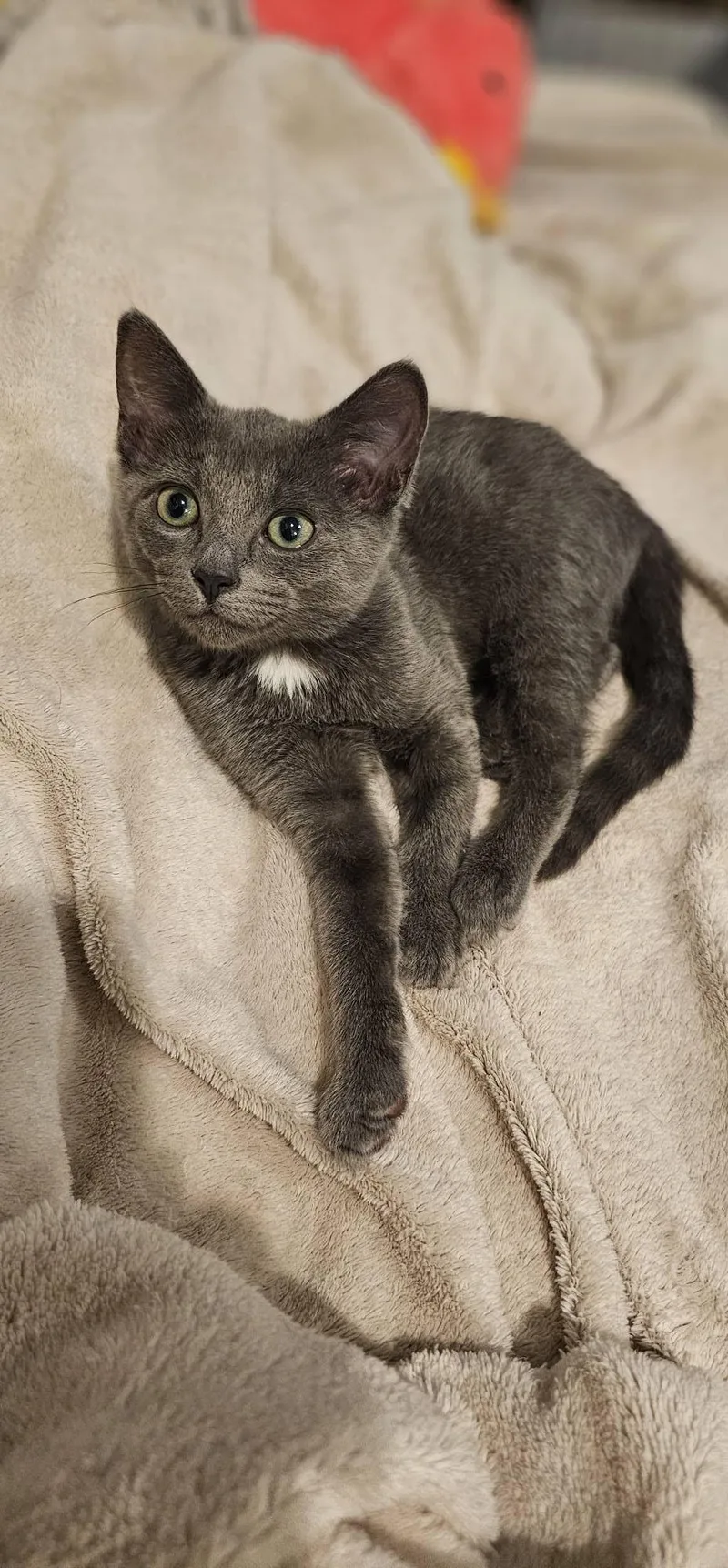 A baby small-sized female White Domestic Short Hair cat named Jan for adoption in Mission Viejo, CA