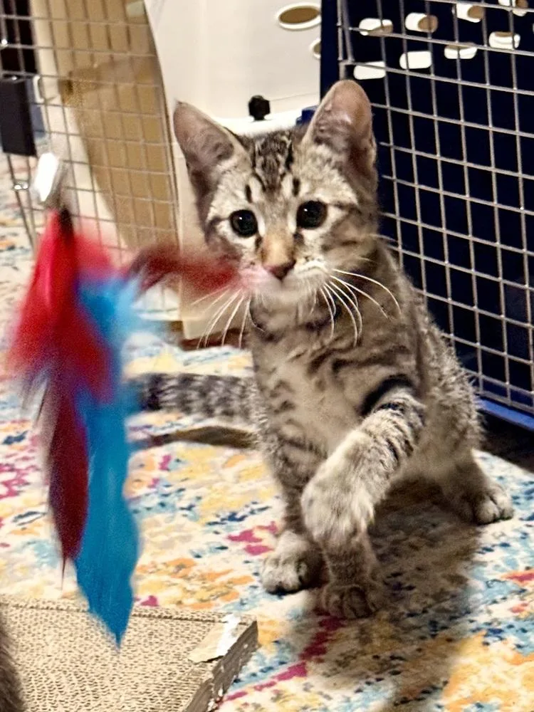A baby small-sized male Domestic Short Hair cat named Braeburn for adoption in Bellingham, WA