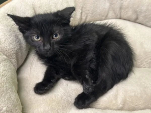 A baby small-sized male Domestic Short Hair cat named Sergio for adoption in San Pedro, CA