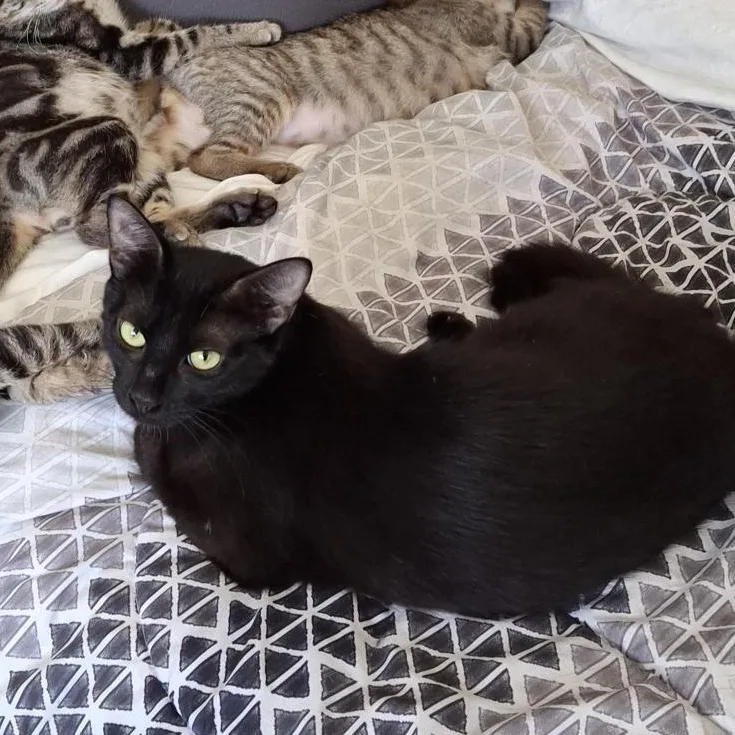 A young small-sized female Domestic Short Hair cat named Luna for adoption in Elk Grove, CA