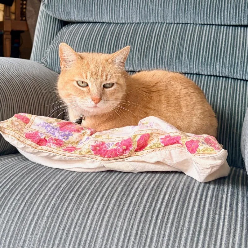 A senior medium-sized female Orange / Red Domestic Short Hair cat named Dulce for adoption in Pacific Grove, CA