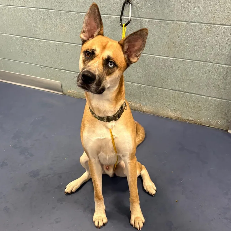 An adult medium-sized male Mixed Breed dog named Skaggs for adoption in Greensboro, NC