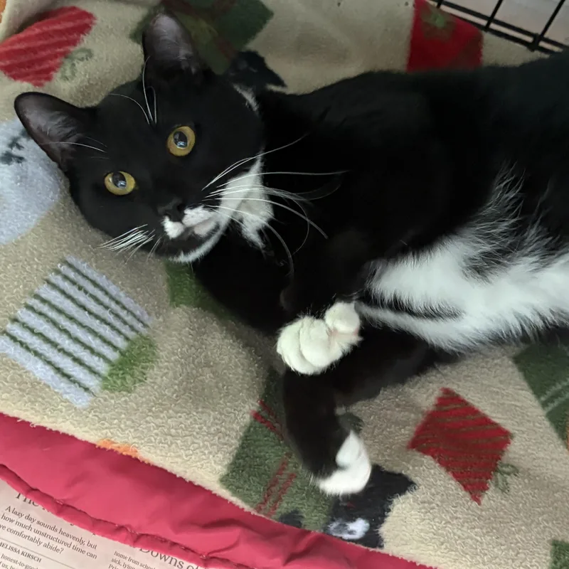 A young medium-sized female Black & White / Tuxedo Domestic Short Hair cat named Origami for adoption in Beacon, NY